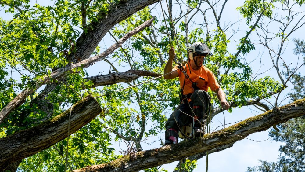 Tree Removal In Scottsdale AZ
