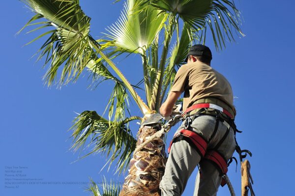 Tree Removal Near Me Scottsdale Arizona
