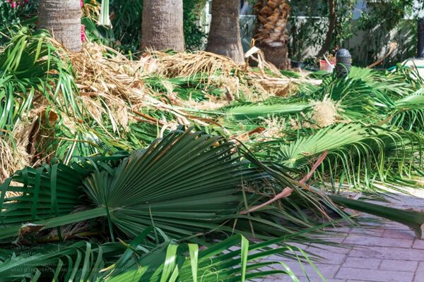 Tree Removal Near Me Scottsdale
