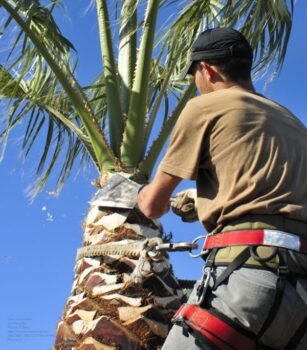 Tree Removal Nearme In Scottsdale Az