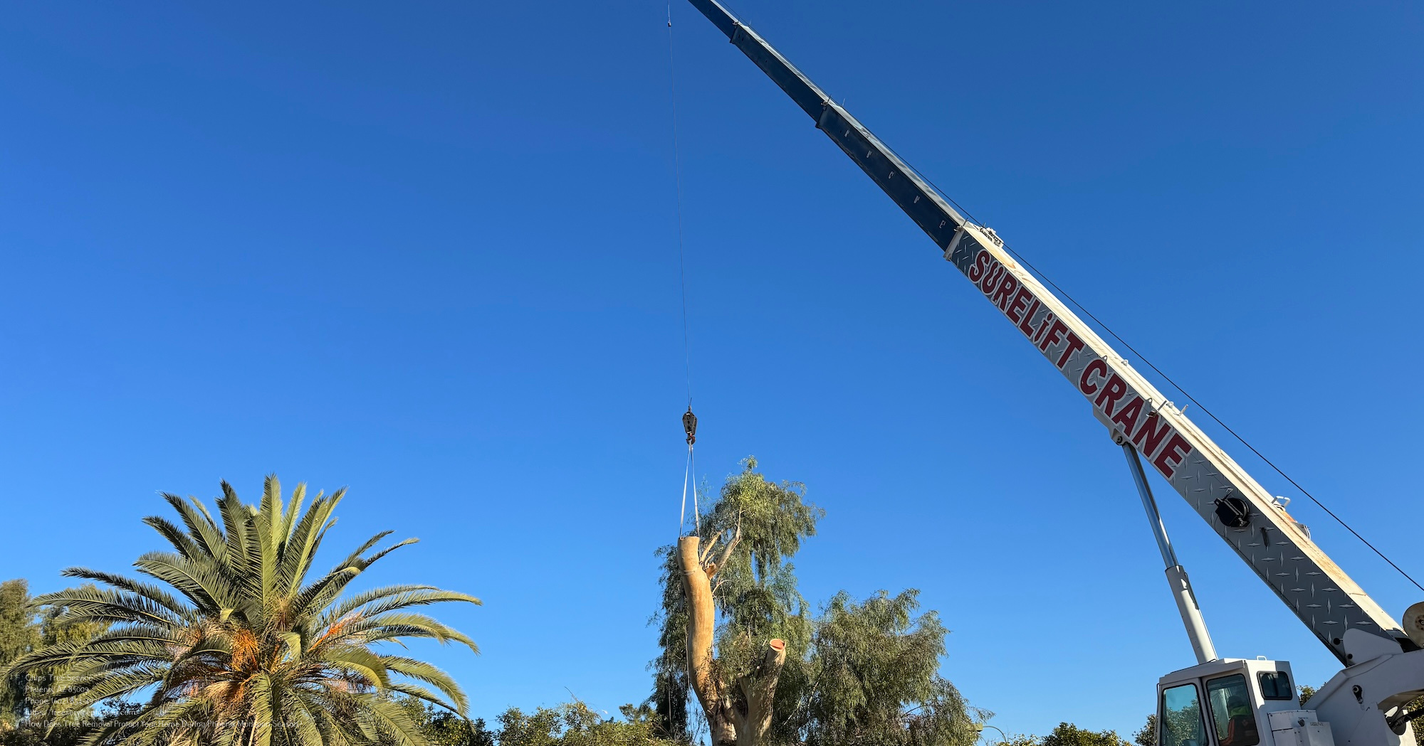 Tree Removal Near Me Phoenix Az