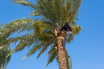 Tree Service Phoenix Az