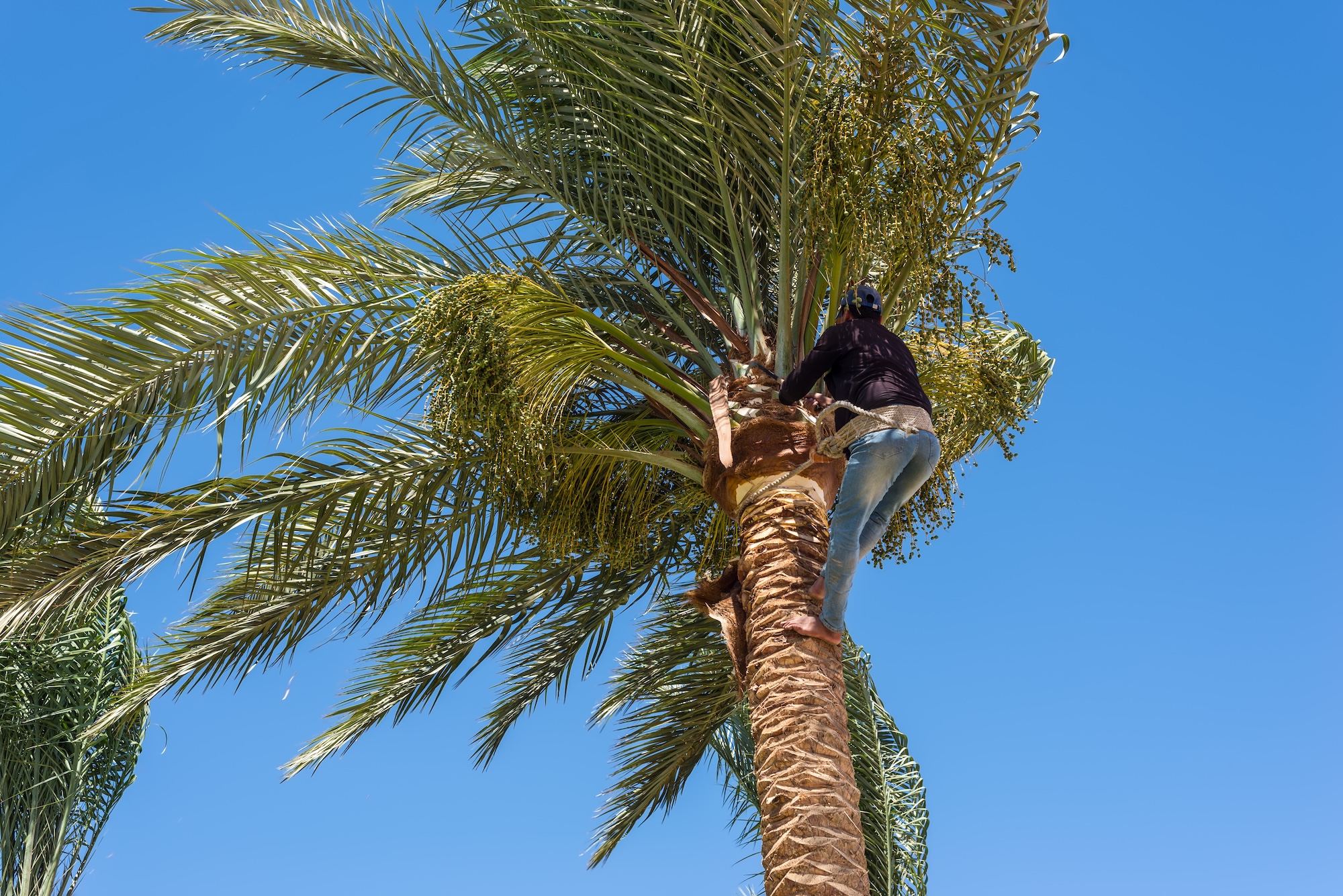 Tree Service Phoenix Az