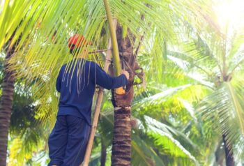 Tree Service Phoenix AZ
