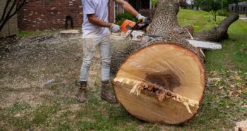 Tree Trimming Peoria