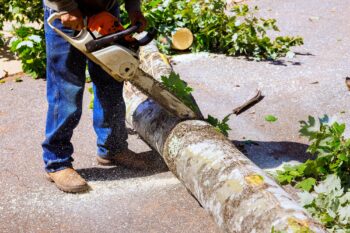 Tree Trimming Peoria AZ