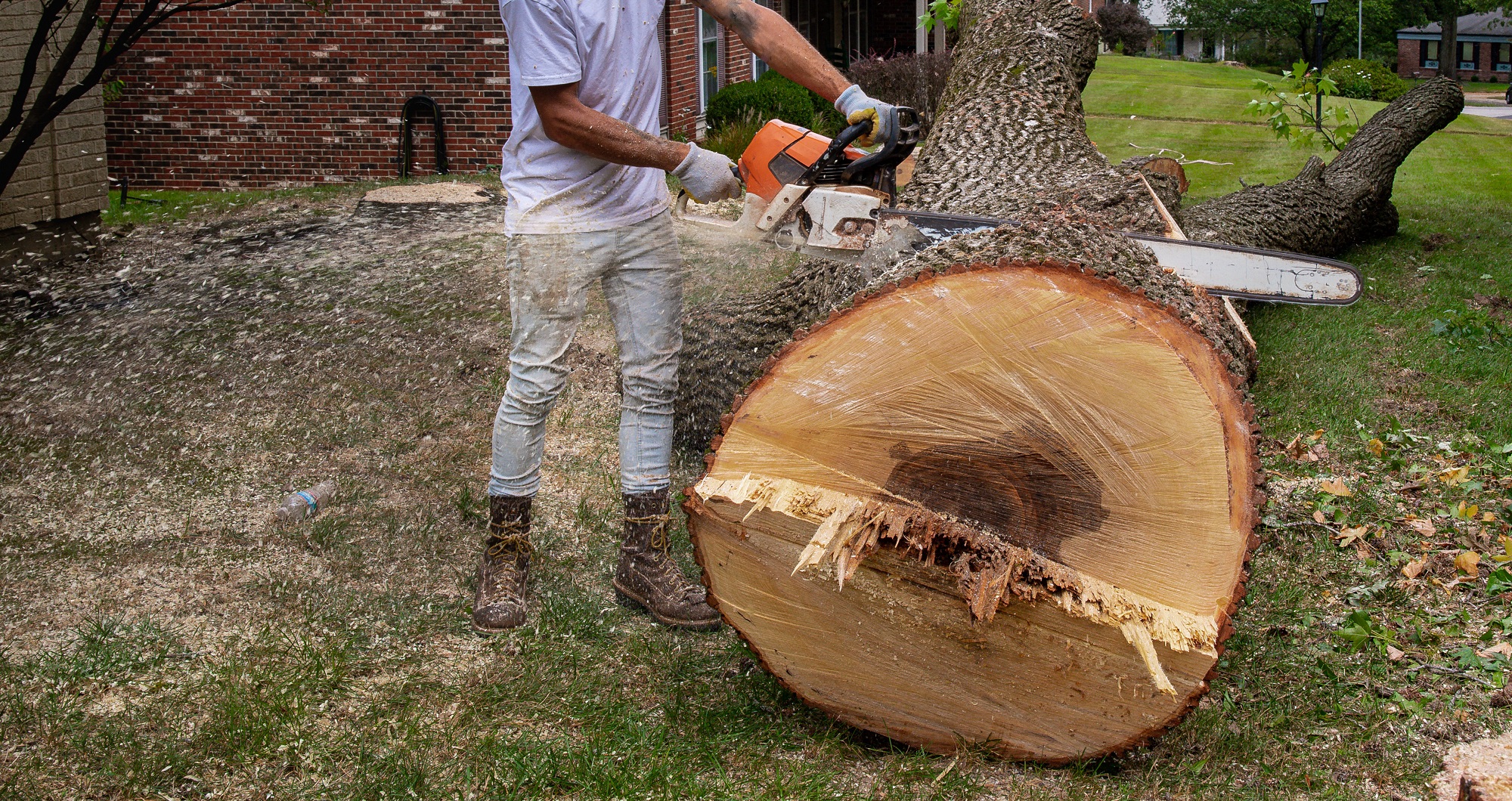 Tree Trimming Peoria