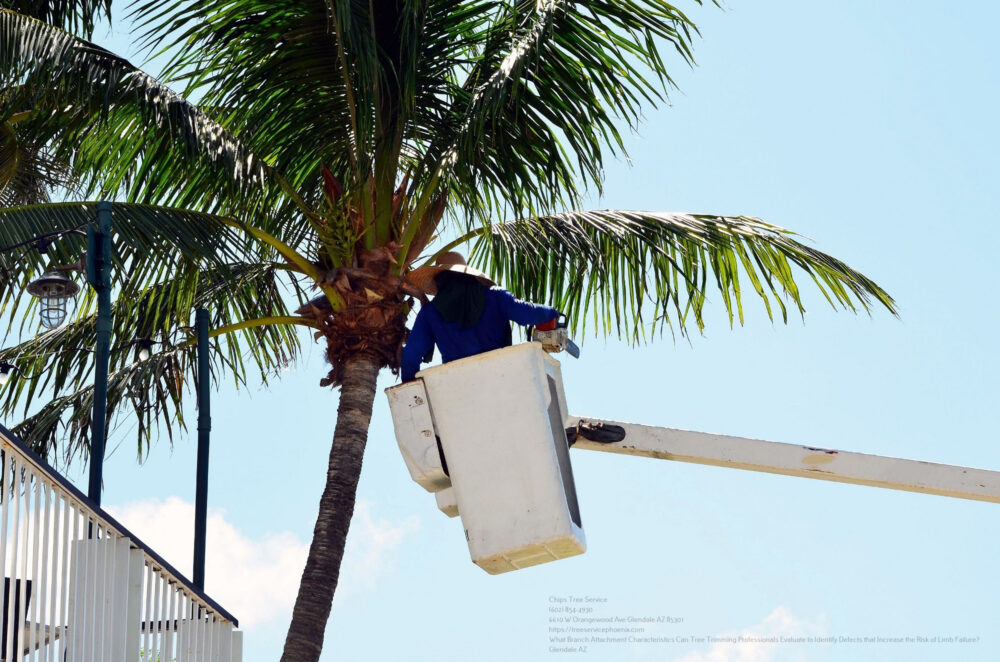 Tree Trimming near me Peoria