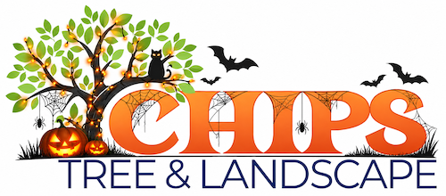 Tree Service in Glendale AZ from Chips Tree Service